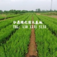 供應側柏苗 側柏苗價格 側柏苗苗圃
