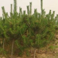 供應莒南50-150黑松苗
