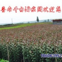 北美海棠苗木，芽苗，半成品苗，實生苗，成品苗