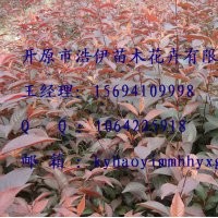 金葉復葉槭，紫葉稠李。密枝紅葉李，王族海棠，五角楓等喬灌木