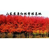 美國紅楓|秋火焰紅楓扦插小苗（帶營養杯，包成活）美國改良紅楓