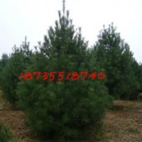 3米白皮松最新價(jià)格林場(chǎng)供應(yīng)2米白皮松占地樹(shù)苗