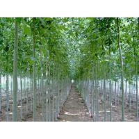 大量供應：速生白蠟，速生國槐