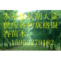 15公分銀杏實生樹