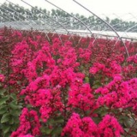 購(gòu)買日本紅葉紫薇 首選長(zhǎng)源苗木