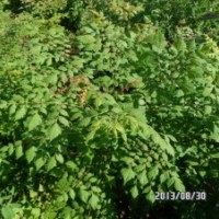 北欒小苗田間管理技術 北欒苗出售價格信息