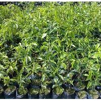 土沉香樹苗，白木香苗，土沉香苗