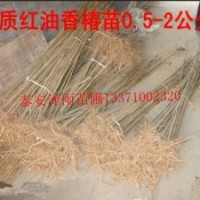 山東泰安香椿苗，泰安黑油香椿苗，泰安紅葉香椿苗