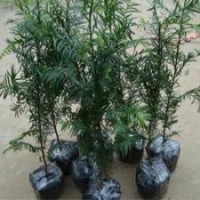 低價供應南方紅豆衫，紅豆衫苗，紅豆衫盆栽苗