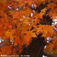 供應國槐、五角楓