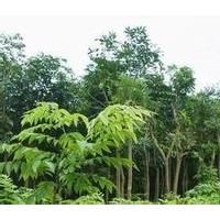 珍稀植物沉香苗批發苗