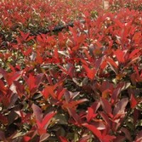 【紅葉石楠】小苗 庭院花園植物 國(guó)道省道綠化專用苗木