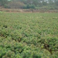 江西杉苗，江西造林苗，江西杉樹小苗，江西杉木苗