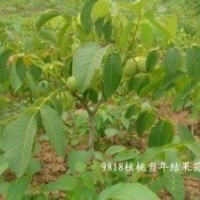 山西張景輝---核桃苗，山楂苗，柿子苗