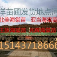 山丁子苗 產品 山丁子苗