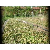 五角楓苗40-80公分高當(dāng)年生小苗低價批發(fā)供應(yīng)