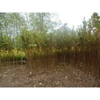 花期長當年生紫薇苗數量多品質好包郵保成活