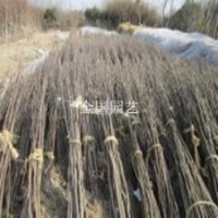 櫻花苗開花艷麗的1.5米高櫻花苗基地粉花櫻花苗大花櫻花苗