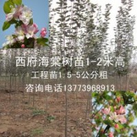 1.5米高西府海棠樹苗便宜了西府海棠苗批發