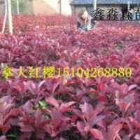 加拿大紅櫻；五角楓，唐槭
