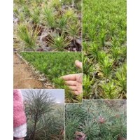 白皮松、華山松、美國藍衫