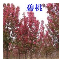 山東碧桃系列:龍柱碧桃