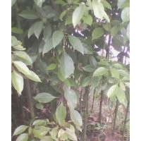 供應油樟樹苗