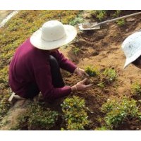 甜茶小水苗 甜茶小苗 海棠小苗 蒙山海棠苗 全國