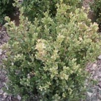 山東紅葉小檗 金葉女貞