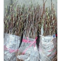 桂花苗、香樟苗、桃子苗、等各種綠化苗木及種子