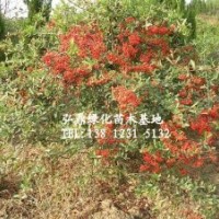 供應火棘苗，火棘苗價格，火棘苗規格齊全