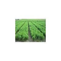 供應山西白皮松【定植.容器袋】