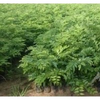 海南黃花梨，海南黃花梨小苗，海南黃花價格，黃花梨