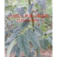 什么是紫色秋天白蠟？紅葉白蠟{紫色秋天]樣子