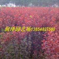 山東紅葉李苗，山東紅葉李苗價(jià)格，2013年綠化苗價(jià)格