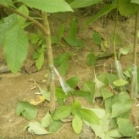 大量供應：白蠟悶子，國槐悶子，白蠟實生苗，國槐實生苗