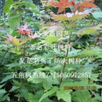 五角楓苗優質五角槭苗彩葉樹種苗盡在江蘇紫薇園藝