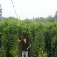 速生國槐優質速生國槐基地