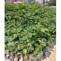 黃花風鈴木樹苗，黃花風鈴木苗，黃花風鈴木小苗