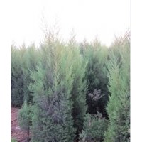 供應竹柳 蜀儈、櫻花