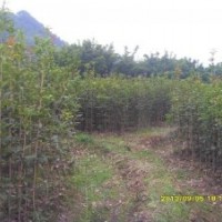 低價處理一批8月桂花大苗