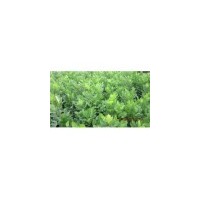 最新白蠟苗價格 山西白蠟苗價格