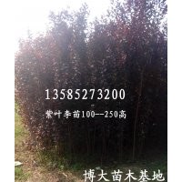 現貨供應紫葉李苗150以上高、紫葉李2--8公分規格齊全