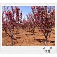 皇家雨點海棠王族海棠光輝海棠紫葉稠李紅葉李金葉復葉槭