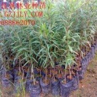 串錢柳營養苗串錢柳小袋苗供應串錢柳價格優惠