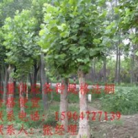 供應大量速生法桐小苗