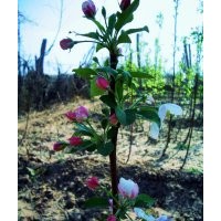 嫁接好當年開花結果的【八棱海棠小苗】
