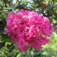 陽光花卉基地直銷1米高紫薇苗紅花紫薇樹庭院別墅苗