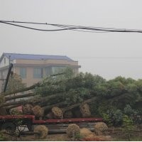 專供五角楓，蘋果樹，國槐苗等