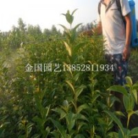 1.5米高大葉女貞苗正在熱銷當中想賣大葉女貞苗的朋友趕快啊